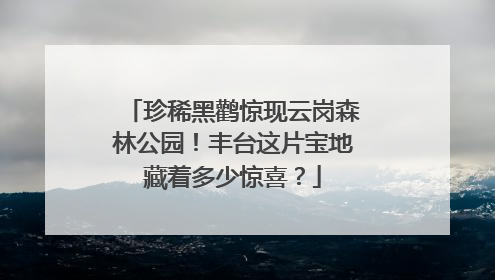 珍稀黑鹳惊现云岗森林公园！丰台这片宝地藏着多少惊喜？