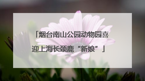 烟台南山公园动物园喜迎上海长颈鹿“新娘”