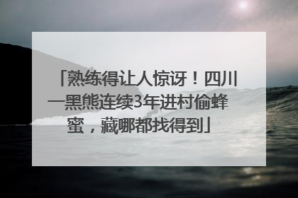 熟练得让人惊讶！四川一黑熊连续3年进村偷蜂蜜，藏哪都找得到