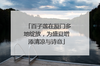 百子莲在厦门多地绽放，为盛夏增添清凉与诗意