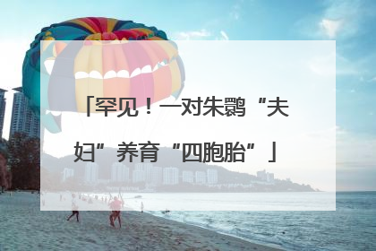 罕见！一对朱鹮“夫妇”养育“四胞胎”