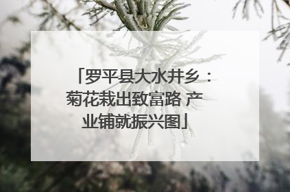 罗平县大水井乡：菊花栽出致富路 产业铺就振兴图