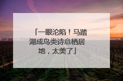 一眼沦陷！马踏湖成鸟类诗意栖居地，太美了