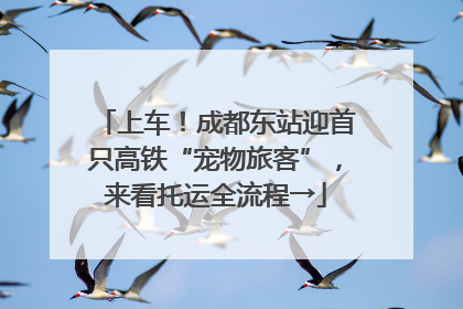 上车！成都东站迎首只高铁“宠物旅客”，来看托运全流程→