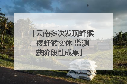 云南多次发现蜂猴、倭蜂猴实体 监测获阶段性成果