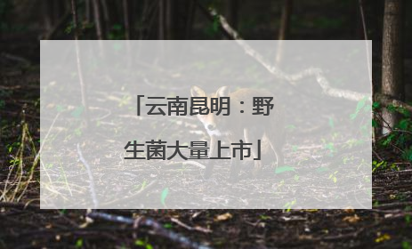 云南昆明：野生菌大量上市