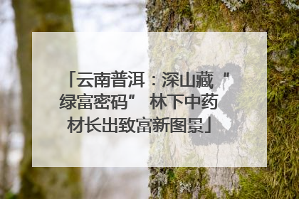 云南普洱：深山藏“绿富密码” 林下中药材长出致富新图景