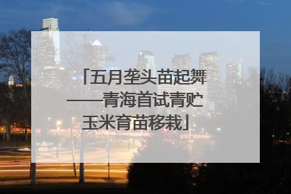 五月垄头苗起舞——青海首试青贮玉米育苗移栽