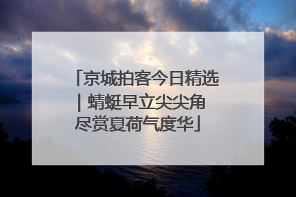 京城拍客今日精选｜蜻蜓早立尖尖角 尽赏夏荷气度华
