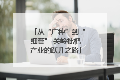 从“广种”到“细管” 关岭枇杷产业的跃升之路