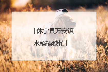 休宁县万安镇水稻插秧忙