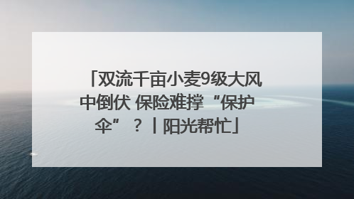 双流千亩小麦9级大风中倒伏 保险难撑“保护伞”？丨阳光帮忙