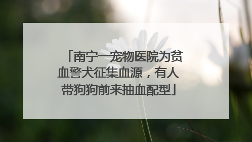 南宁一宠物医院为贫血警犬征集血源，有人带狗狗前来抽血配型