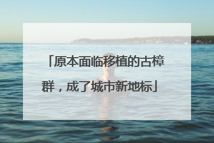 原本面临移植的古樟群，成了城市新地标
