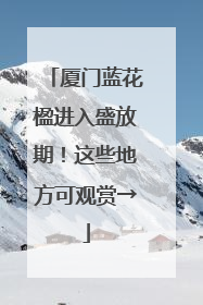 厦门蓝花楹进入盛放期！这些地方可观赏→