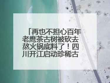 再也不担心百年老鹰茶古树被砍去熬火锅底料了！四川开江启动珍稀古茶树专项保护
