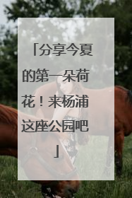 分享今夏的第一朵荷花！来杨浦这座公园吧