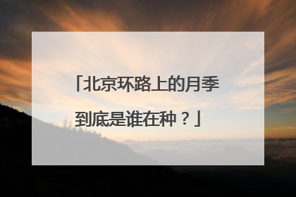 北京环路上的月季到底是谁在种？