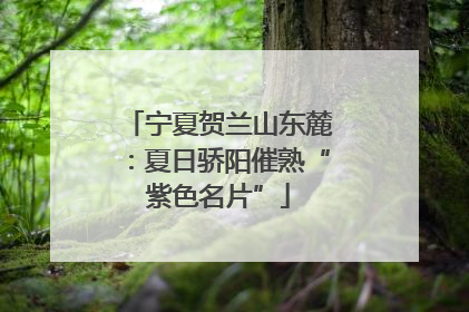 宁夏贺兰山东麓：夏日骄阳催熟“紫色名片”