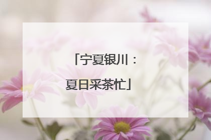宁夏银川：夏日采茶忙