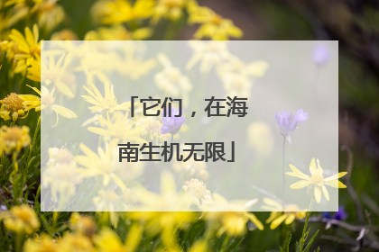 它们，在海南生机无限