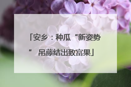 安乡：种瓜“新姿势” 吊藤结出致富果