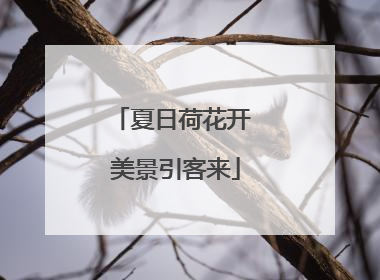 夏日荷花开 美景引客来