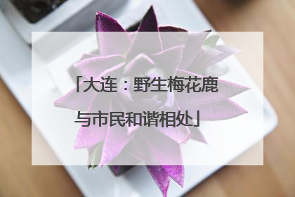 大连：野生梅花鹿与市民和谐相处