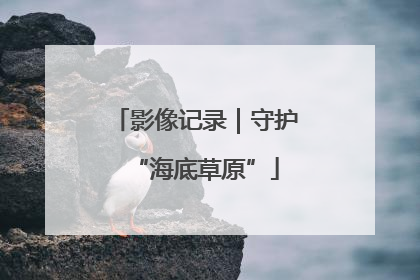 影像记录｜守护“海底草原”