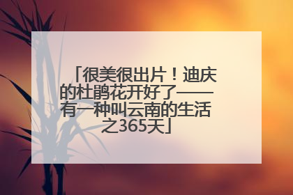 很美很出片！迪庆的杜鹃花开好了——有一种叫云南的生活之365天