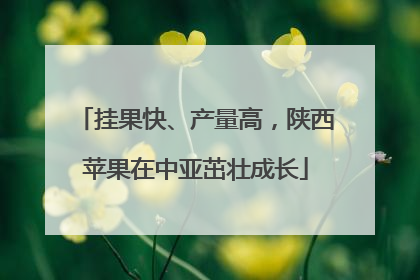 挂果快、产量高，陕西苹果在中亚茁壮成长