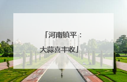 河南镇平：大蒜喜丰收