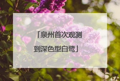 泉州首次观测到深色型白鹭