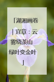 湖湘画卷｜宜章：云雾绕茶山 绿叶变金叶