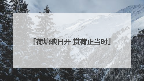 荷塘映日开 赏荷正当时