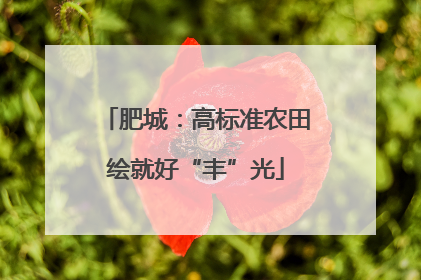 肥城：高标准农田绘就好“丰”光
