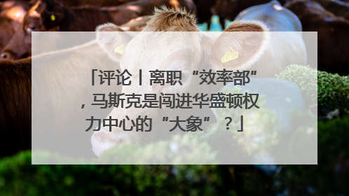 评论丨离职“效率部”，马斯克是闯进华盛顿权力中心的“大象”？