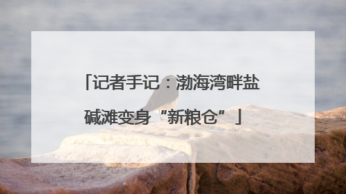 记者手记：渤海湾畔盐碱滩变身“新粮仓”