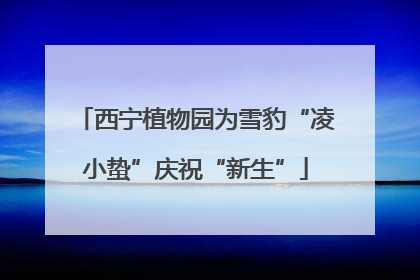 西宁植物园为雪豹“凌小蛰”庆祝“新生”