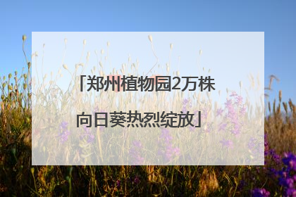 郑州植物园2万株向日葵热烈绽放
