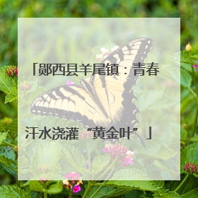 郧西县羊尾镇：青春汗水浇灌“黄金叶”