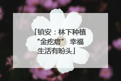 镇安：林下种植“金疙瘩” 幸福生活有盼头