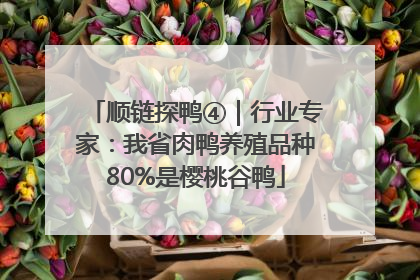 顺链探鸭④｜行业专家：我省肉鸭养殖品种80%是樱桃谷鸭