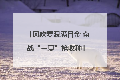 风吹麦浪满目金 奋战“三夏”抢收种