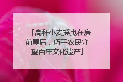 高秆小麦摇曳在房前屋后，巧手农民守望百年文化遗产