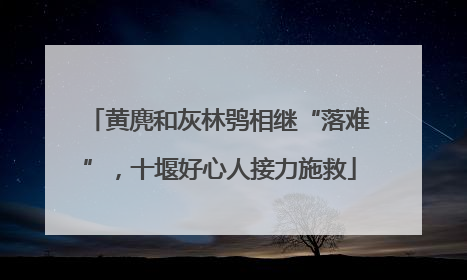黄麂和灰林鸮相继“落难”，十堰好心人接力施救