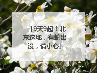 9天9起！北京这地，有蛇出没，请小心